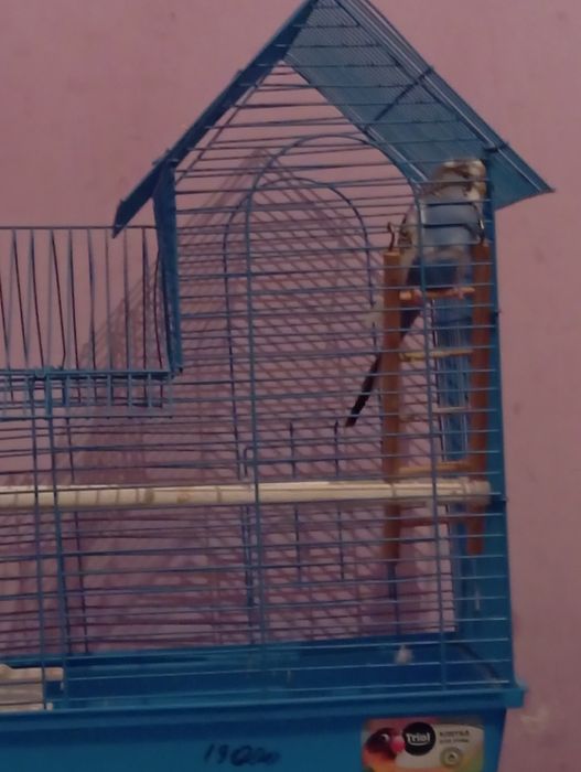 Попугай прадоется 54000