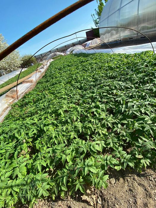 Продаётся рассада