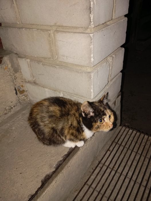 Отдам котенка...