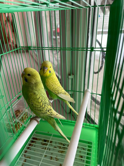 Продам пара попугай папугай