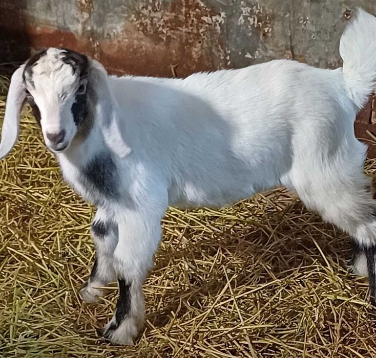 Продаётся козлёнок с хорошими кровями
