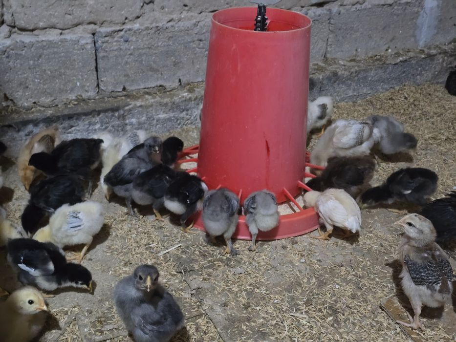 Продаю цыплят , в наличии около 200 штук