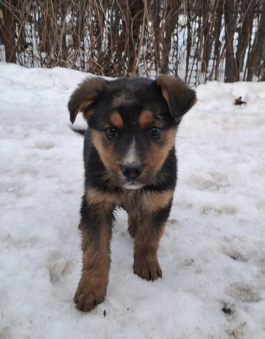 Щенки мальчик и девочка