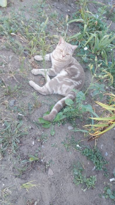 Отлам кота в добрые руки