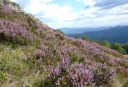 Miere de Iarba Neagra si Zburatoare !!!