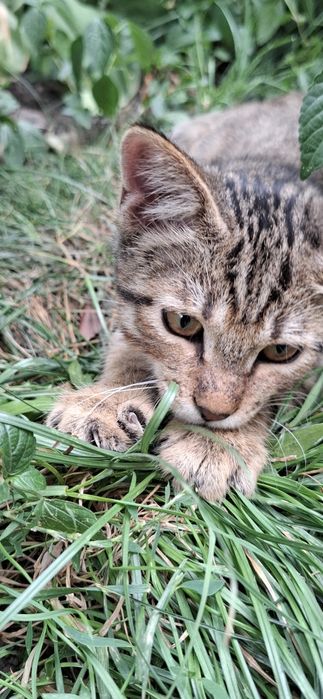 Котёнок мальчик подросток ищет себе дом!