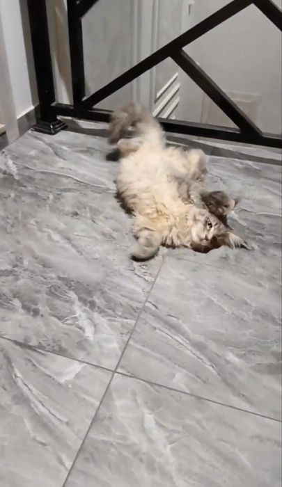 Продается котенок мейнкун