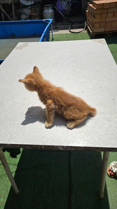 Отдам котят курильский бобтейл
