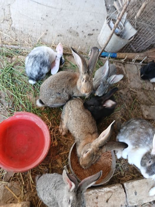 Quyonlar bor sogʻlom