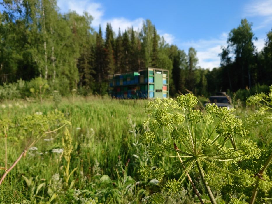 Мёд со своей пасеки.