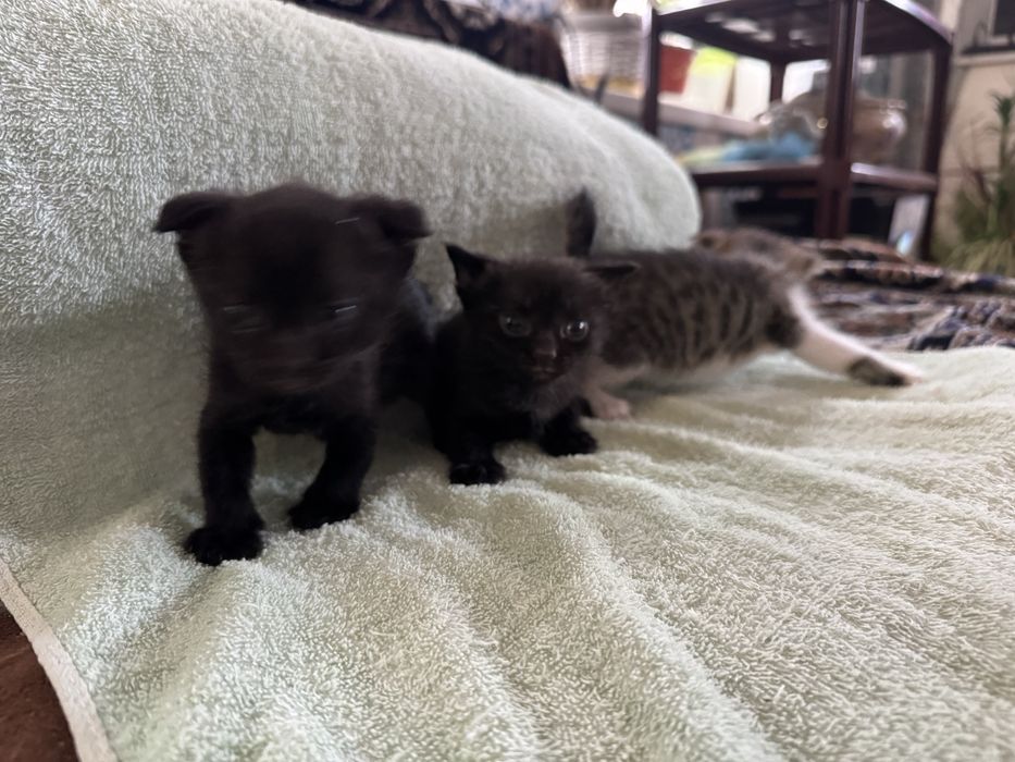 Отдам котят в добрые руки