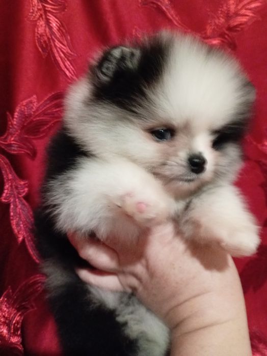 Продам щенка шпица