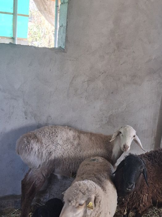 Продам кошкара  срочно