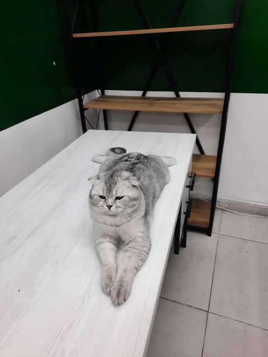 Скотч спрайт мальчик 2 месяц