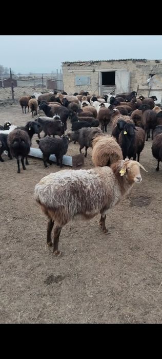 Буаз койлар сатылады