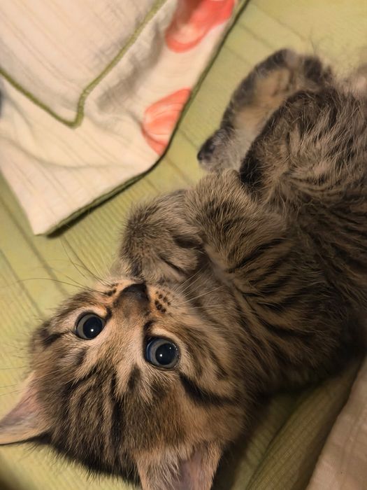 Продаются котята девочки породистые