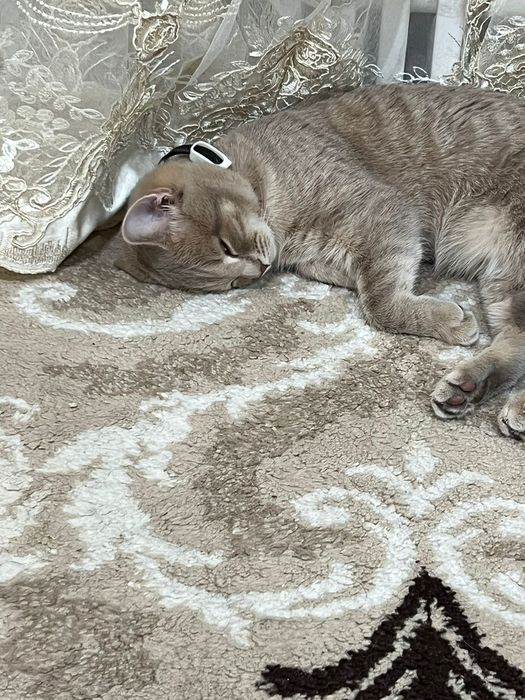 Продам котов срочно