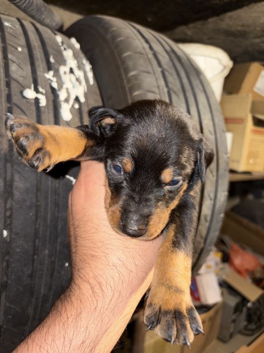 Доберман щенки чистые