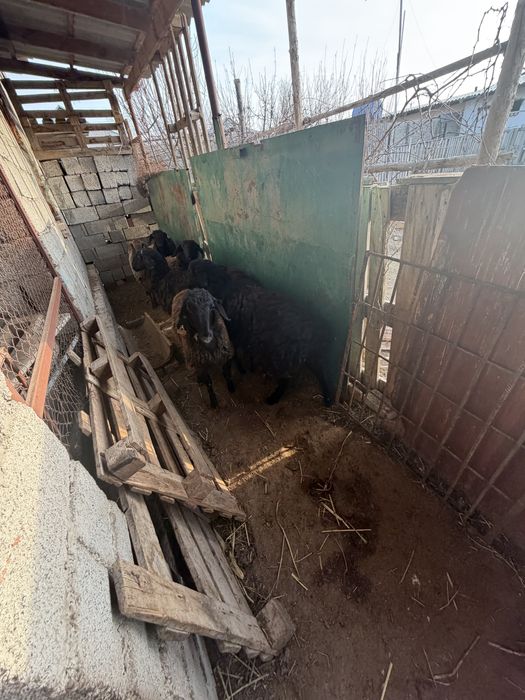 Қой сатылады,Түркістанда