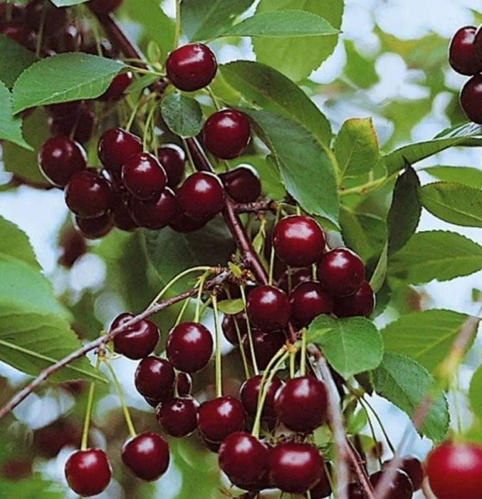 Вишня 1 литр 500 тенге