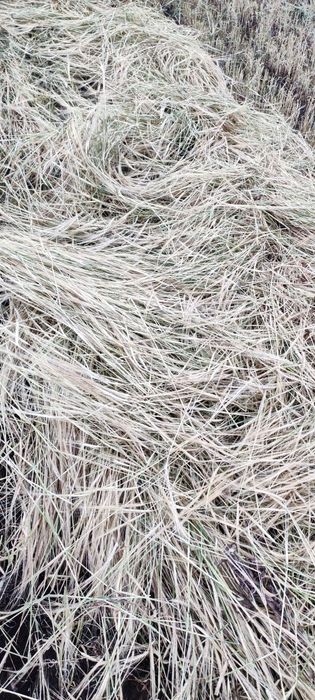 Солома. Продам ячменную солому