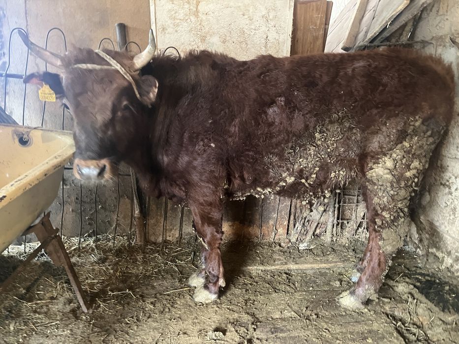 Бұқа семіз бұқа