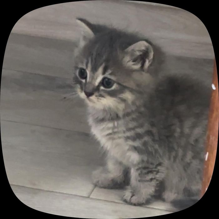 Британский котенок,вислоухие