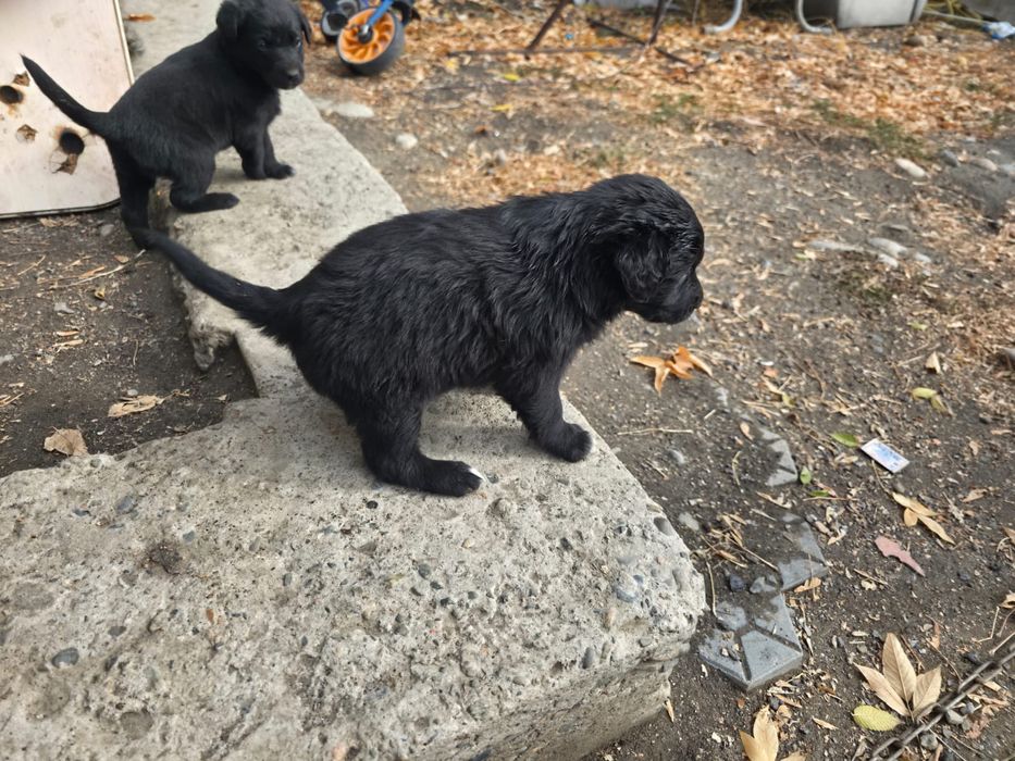 Отдам щенков кушают все