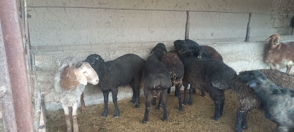 Қой, тоқты қошқарлар сатылады.