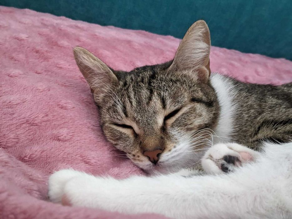 Отдадим в хорошие руки