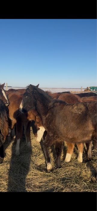 Продам жабагы (жеребчики)