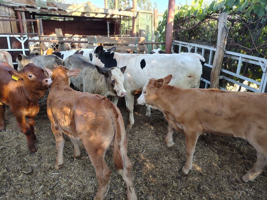 Viței media 150 kg (lot 10)