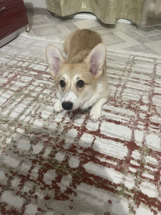 Продам королевский корги девочка срочно