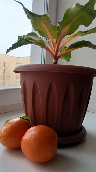 Хлорофитум Green Orange