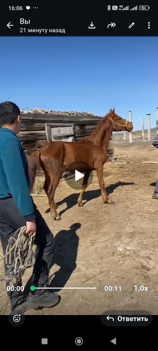 Екі бас жуас ат сатылады