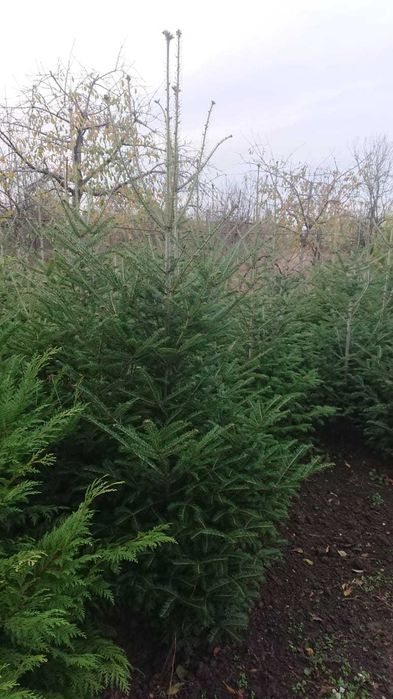 Brazi argintii soi 100% romanesc