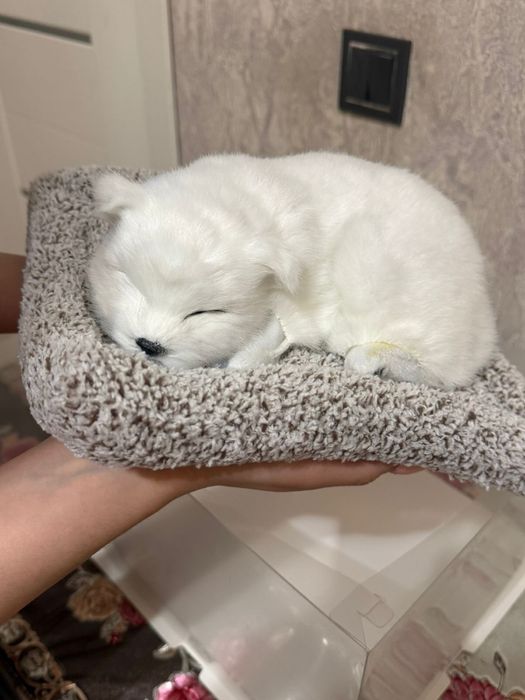 подарок близким лиса спящий