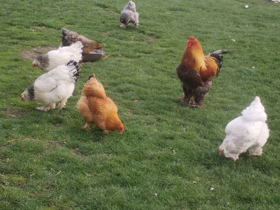 Ouă pentru incubat