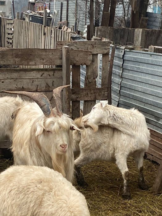 Продам коз целое семейство