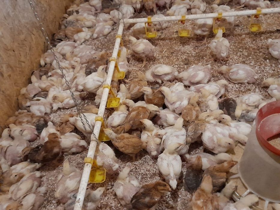 Pui de carne și rasă mixtă
Puii de carne au greutatea