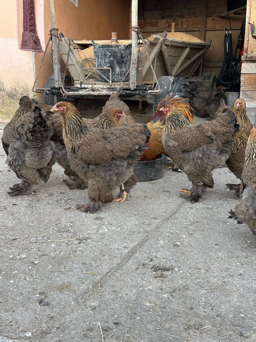 Vand familie brahma potarnichiu 2025