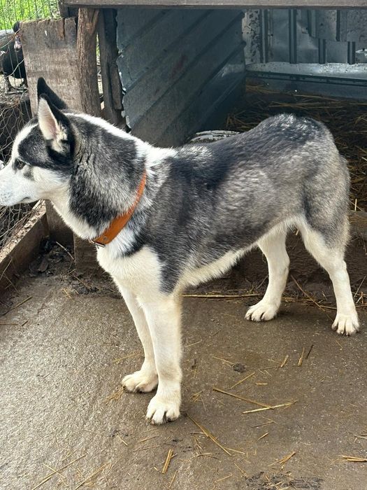 Husky siberian  băiat