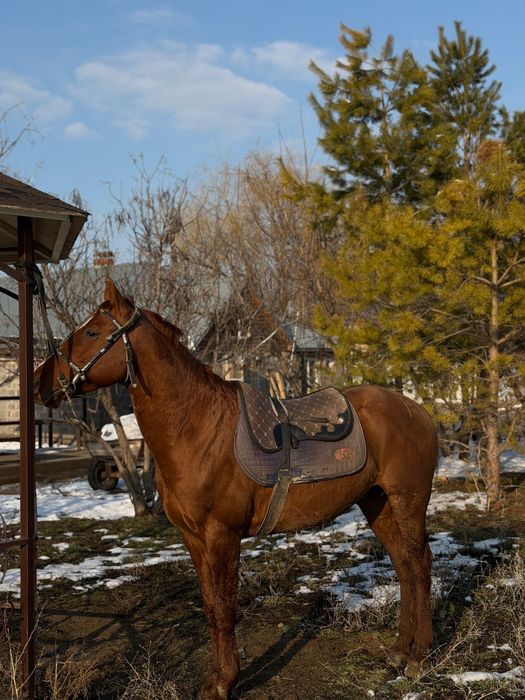 Чистокровный дончак сатылады