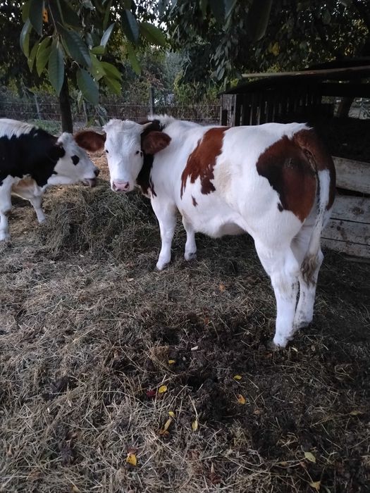 Două juninci de vânzare