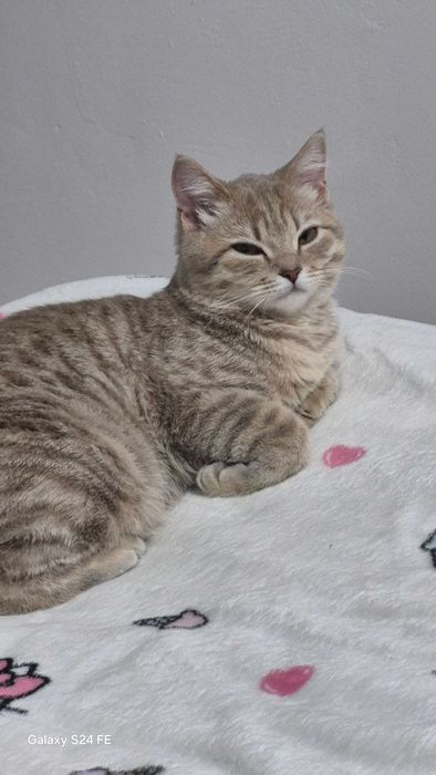 Продается шотландская кошка 6 месяцев