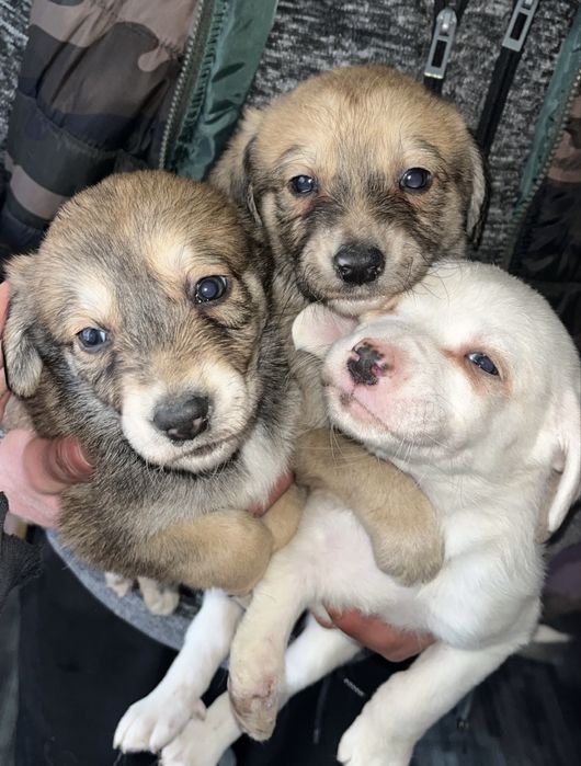 10 căței își caută familii iubitoare