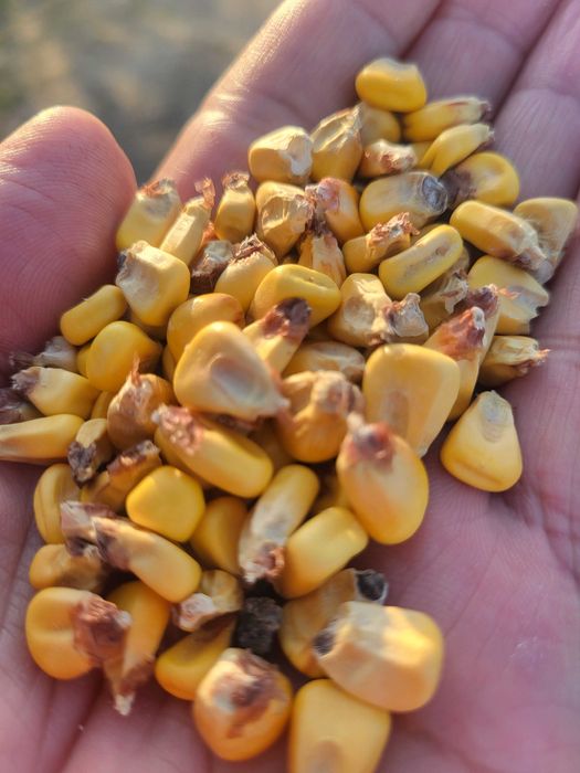 Porumb boabe cultura dubla