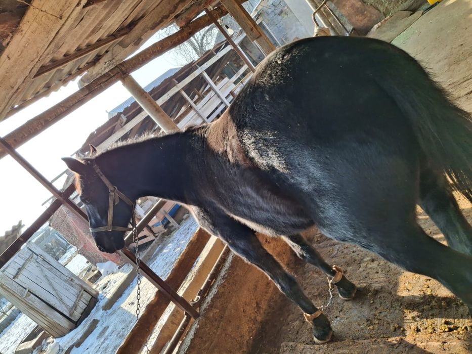 Байтал сатылады. …….