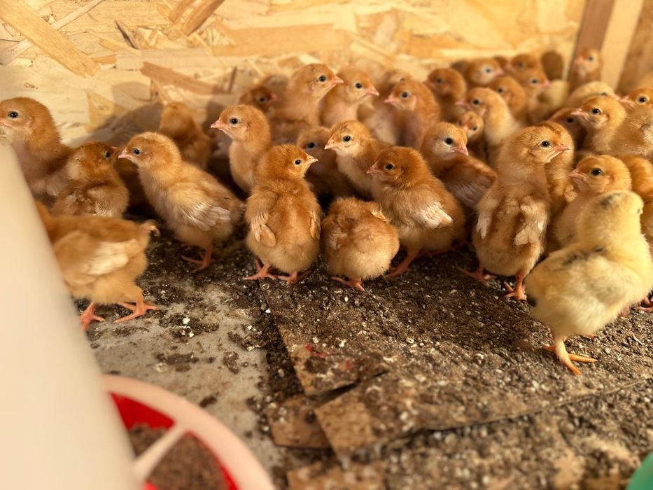 ломан Браун балапан