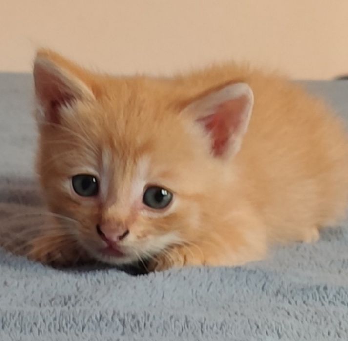 Pisici pentru adopție
